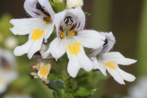 イブキコゴメグサの花の細部（伊吹小米草、学名：Euphrasia insignis Wettst. subsp. iinumae (Takeda) T.Yamaz. ）、伊吹山にて