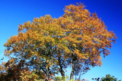 ​大笠山登山道のブナの紅葉