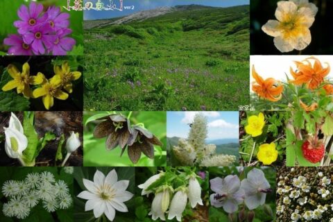 白山の高山植物、最上段の左から、ハクサンコザクラ、ハクサンフウロ、ハクサンチドリ、ハクサンチャクナゲ、ハクサンイチゲ、オオサクラソウ、室堂のハクサンコザクラの群落、チングルマ、リュウキンカ、クルマユリ、ミズバショウ、クロユリ、コバイケイソウ、シナノキンバイ、ノウゴウイチゴ、モミジカラマツ、キヌガサソウ、ホタルブクロ、グンナイフウロ、イワウメ、イブキトラノオ、ヨツバシオガマ、テガタチドリ、タカネナデシコ、タカネマツムシソウ、イワギキョウ