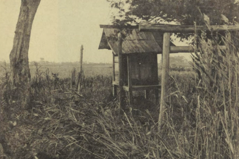 Fujishima Shrine (藤嶋/藤島社 Fujishima-sha or 藤嶋/藤島大明神 Fujishima Daimyōjin), one of the auxiliary shrines of the Upper Shrine of Suwa, as it appeared during the early 20th century.