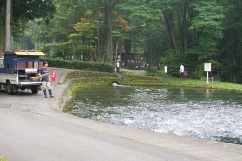 富士養鱒場での給餌風景（静岡県富士宮市）