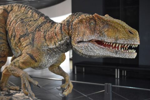 Fukui Prefectural Dinosaur Museum — photo 7