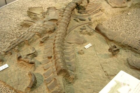 This is a replica of the rock containing fossils of Futabasaurus suzukii (a kind of Sauropterygia) exhibited at the National Science Museum of Japan.