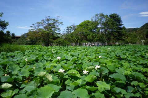 鶴岡八幡宮の源平池