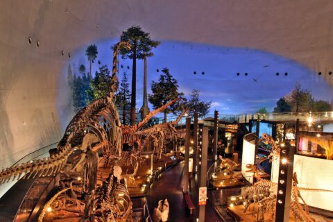 Fukui Prefectural Dinosaur Museum — photo 4