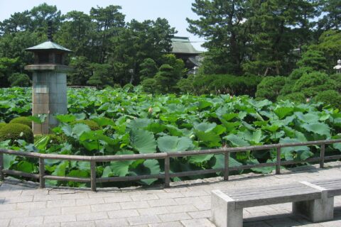 新潟県新潟市中央区。白山公園の写真。