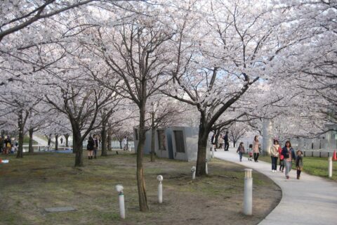 ​白山公園、空中庭園に咲く桜。