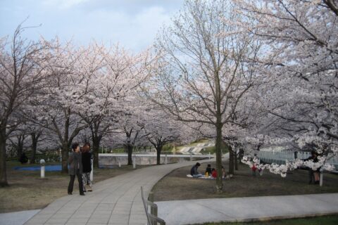 白山公園、空中庭園に咲く桜。