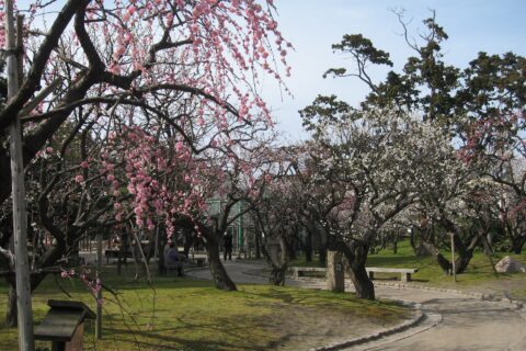​白山公園、梅の花咲くが梅林。