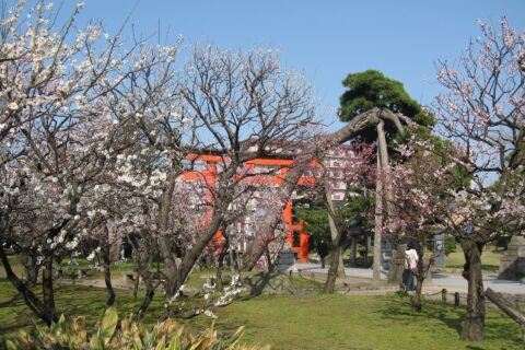 白山公園、梅の花咲くが梅林。