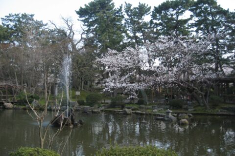 ひょうたん池に咲く、桜。