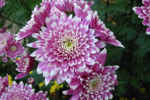 ひらかた大菊人形菊花 - Chrysanthemum x morifolium