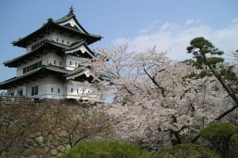 青森県弘前市にある弘前城の天守と、満開の桜（弘前公園内、弘前さくらまつり期間中に撮影）。