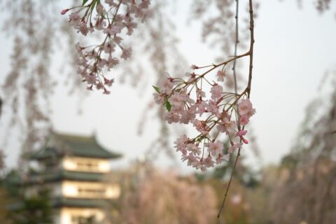 弘前城の本丸広場の桜。後ろは天守。ソメイヨシノなどはほとんど散って葉が出ていましたが、枝垂れ桜はまだ見頃でした。