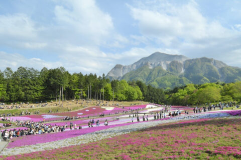 埼玉県秩父市の羊山公園の風景、奥は武甲山。