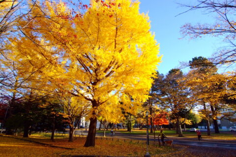 北海道大学（Hokkaido University）