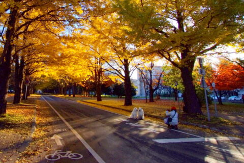 北海道大学（Hokkaido University）