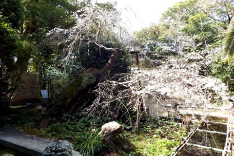 石手寺 みかえり桜