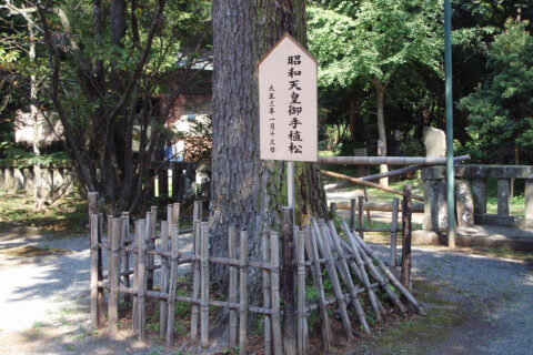 静岡県熱海市の伊豆山神社。その境内にある昭和天皇が大正3年（1914年）に植えた黒松。