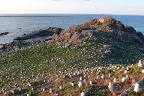 5月上旬の蕪島。白く見えるのはウミネコ。