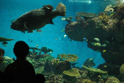 ​かごしま水族館・サンゴ礁水槽。