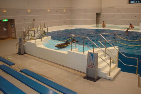 ​いおワールドかごしま水族館のイルカ水槽の画像。