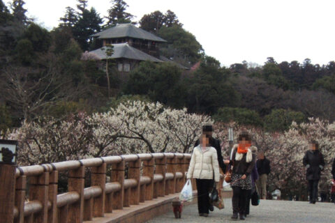 偕楽園公園より偕楽園本園の好文亭を望む。茨城県水戸市。
