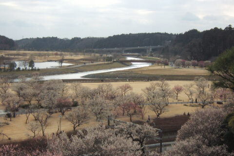 偕楽園公園を偕楽園本園より望む。近年になって新たに公園として加えられた拡張部の敷地で、やはり数多くの梅が植えられている。茨城県水戸市。