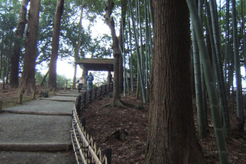 偕楽園の孟宗竹林と大杉森。茨城県水戸市。