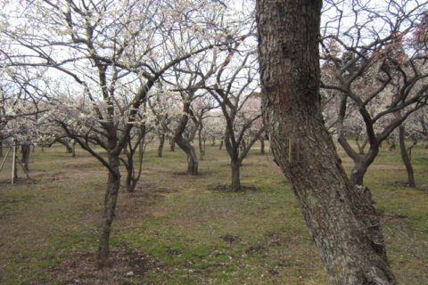 偕楽園梅林。茨城県水戸市。