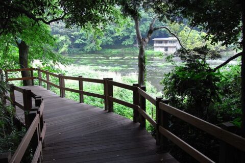柿田川公園