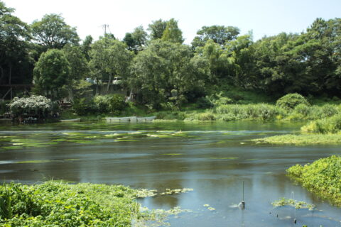 静岡県の清水町を流れる柿田川。柿田川湧水公園の散策路より撮影。左が下流。