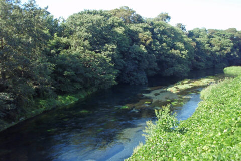 静岡県清水町を流れる柿田川の下流。奥が上流。柿田橋から撮影。