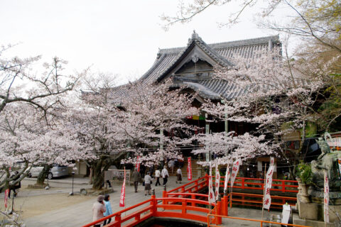 Kimiidera and Sakura (Wakayama, Japan)
