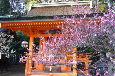 京都市上京区にある北野天満宮の摂社、地主神社に咲くウメ。2007年2月28日に投稿者が撮影。