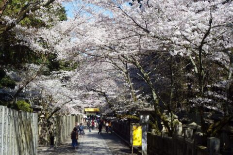 ​金刀比羅宮の桜の馬場