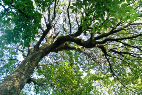 Camphor tree (Cinnamomum camphora), an over 400 years old tree ; in Tokorozawa Shinmei Shrine, Tokorozawa, Japan.