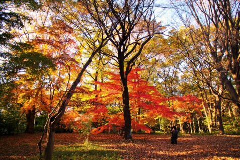 カエデ園・秋