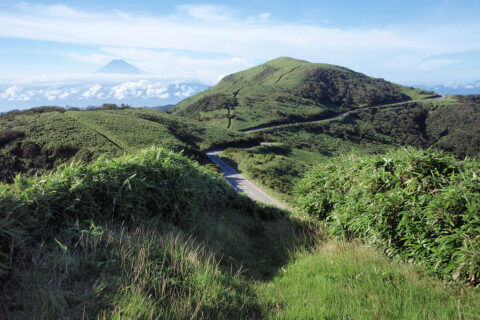 静岡県の達磨山の頂上部を南より望む。