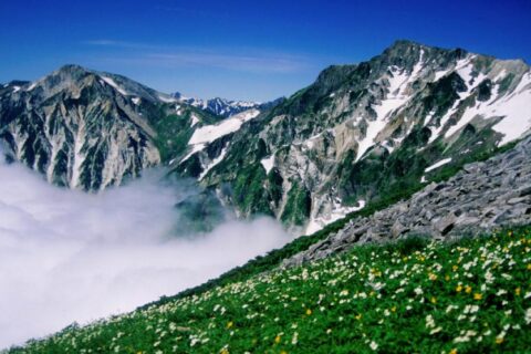 小蓮華山方面から望む白馬岳、雲海とハクサンイチゲとシナノキンバイの群落
