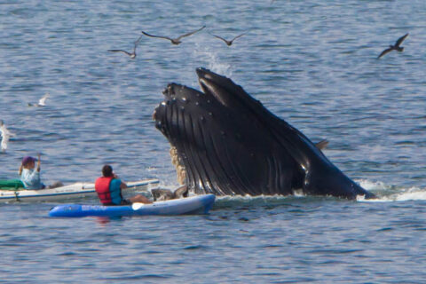 no super big lenses here, but lots of luck seeing these big beauties...what a wonderful time I had photographing amongst friends...check out the guy to the right in a kayak with his video camera...that must have made qui