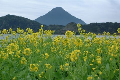 県道28号から見ることができる(1月頃)菜の花と開聞岳の風景