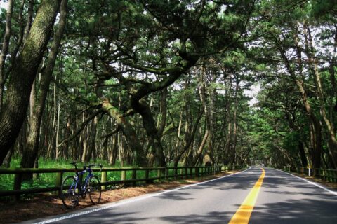 佐賀県唐津市の虹の松原