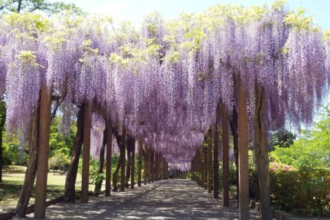 大三島藤公園
