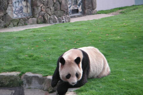 Panda in Adventure World Shirahama (Wakayama) Date : March 6, 2006 Author :Krisgrotius 20:53, 17 October 2006 (UTC)