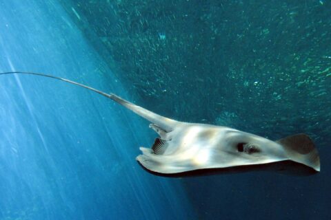 Pelagic stingray (Pteroplatytrygon violacea) at the Fukushima Aquarium.