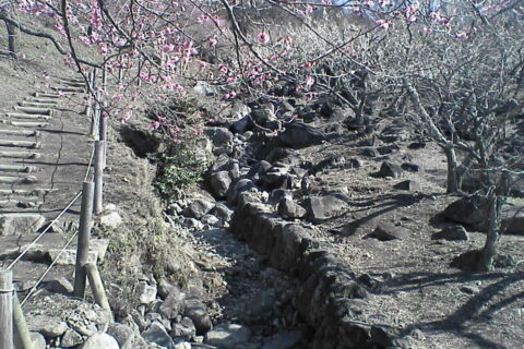 ​つくば市営筑波山梅林