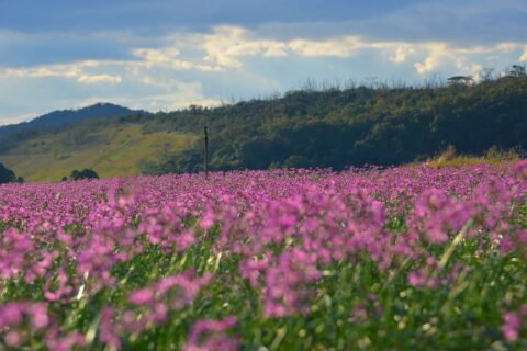 ja:鳥取砂丘（福部砂丘）のラッキョウ畑の秋。ラッキョウの花はja:鳥取市の市花でもある。