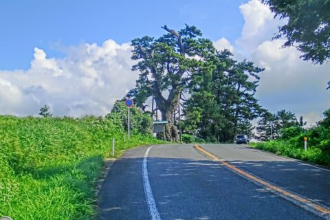 三瓶山 西の原の定めの松（島根県道30号沿い）