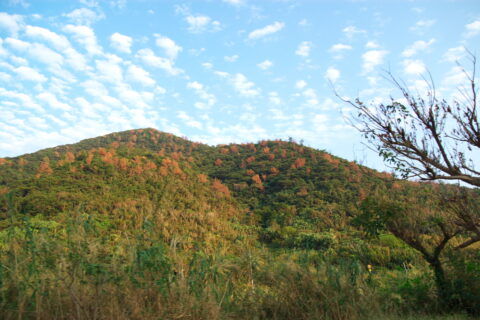 It taken on Sata-misaki cape in Kagoshima. 佐多岬にて。佐多岬の有料道路の途中で撮影。10月中旬なので、まだ紅葉には早いが、若干色づいている。 Pentax K100D+Sigma 17-70mm/F2.8-4.5